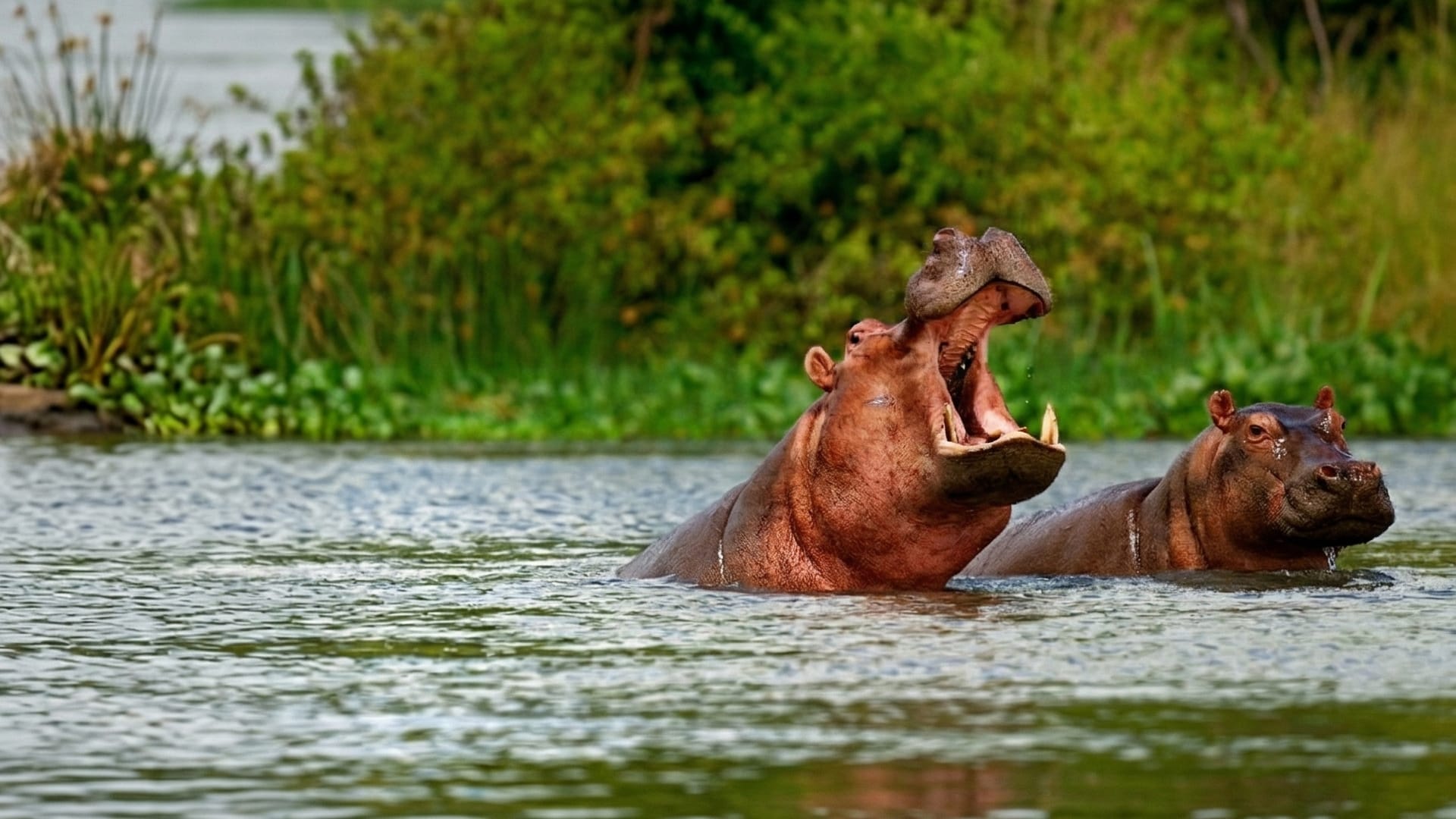 hippos-in-river
