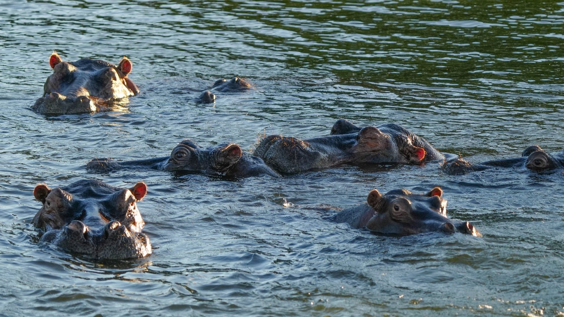 hippos-in-water