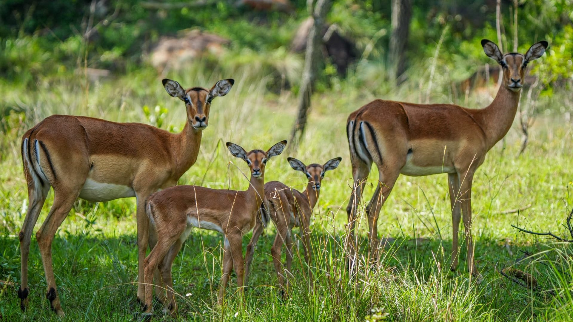hl-wildlife-012