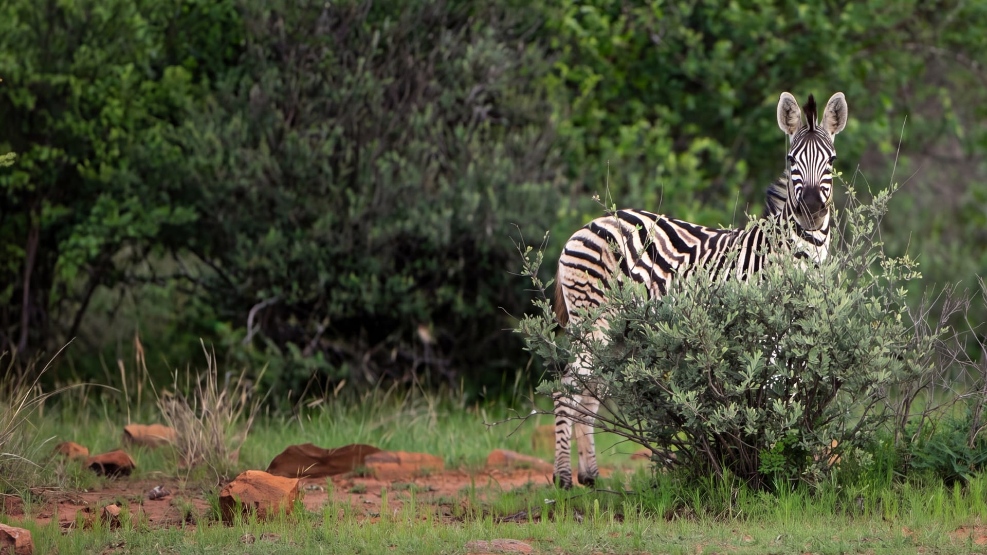 wildlife-zebra-bkgd