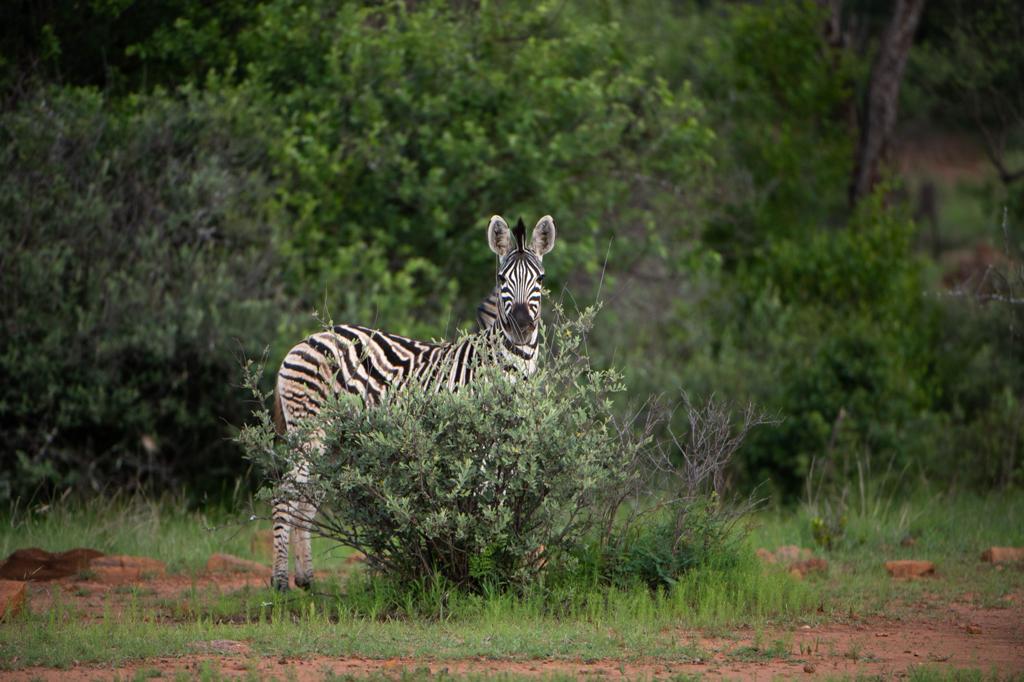 A zebra seen from a South African safari