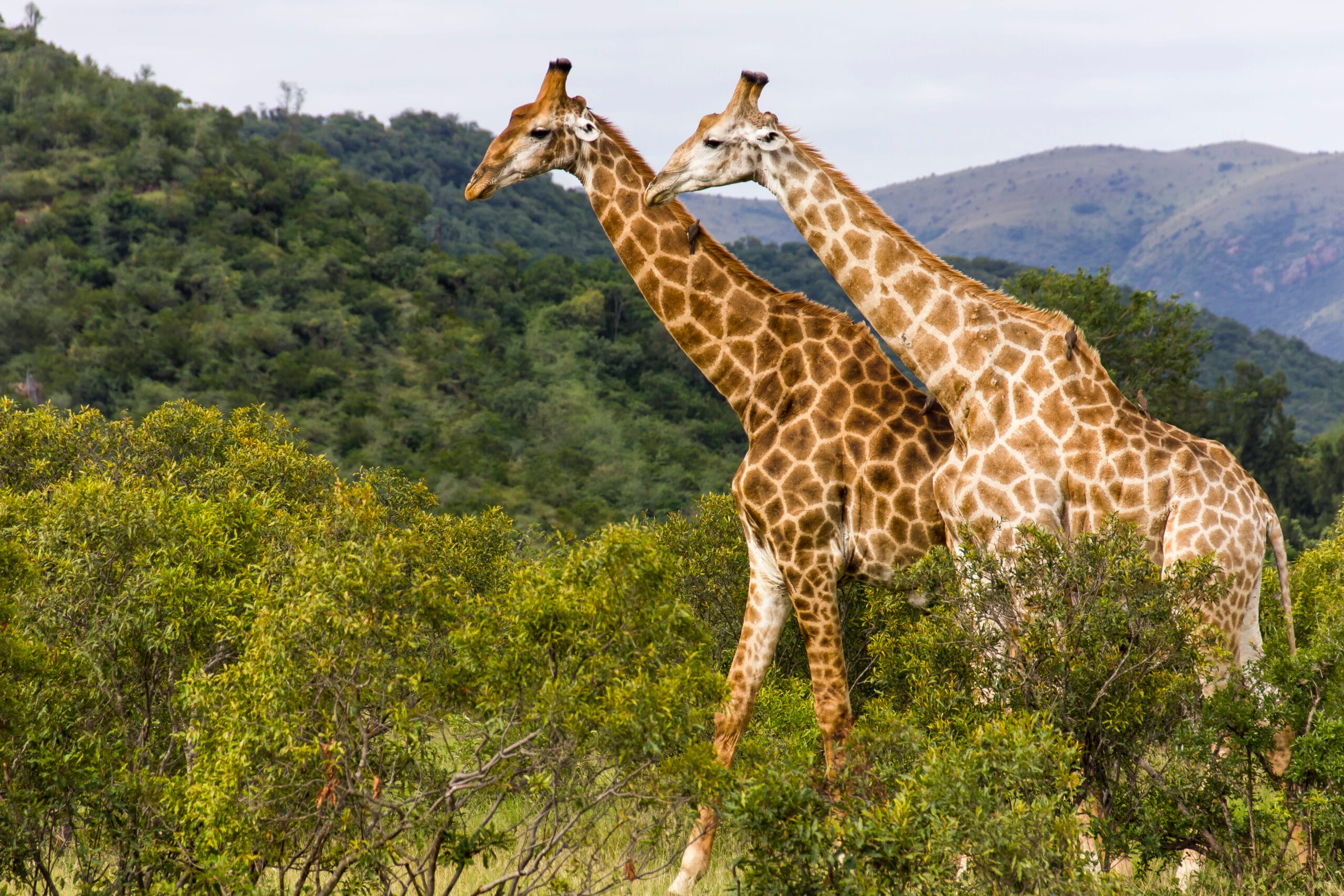 Giraffes on a Hippo Lakes Malaria-Free Safari