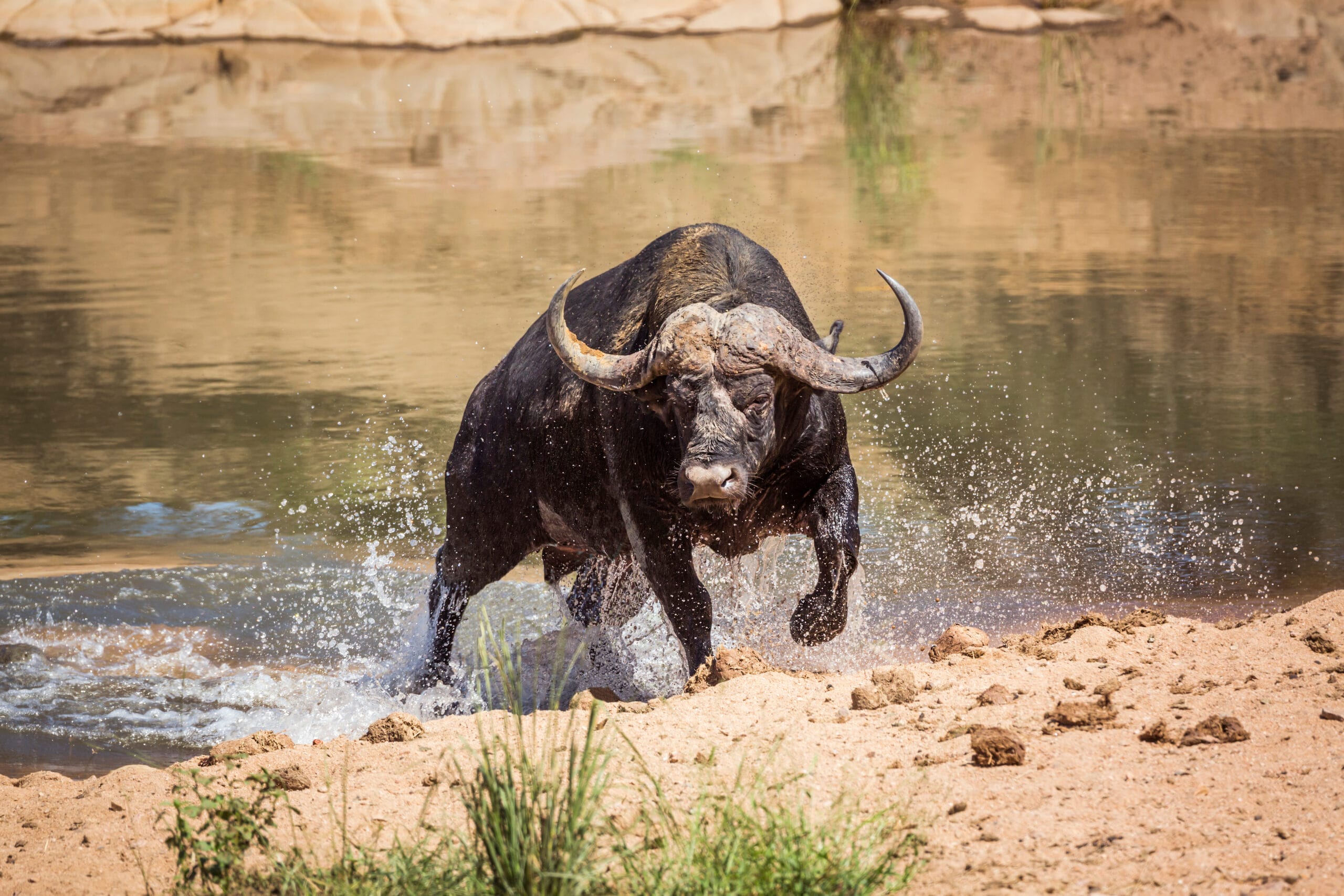 animal spotted on Hippo Lakes luxury safari