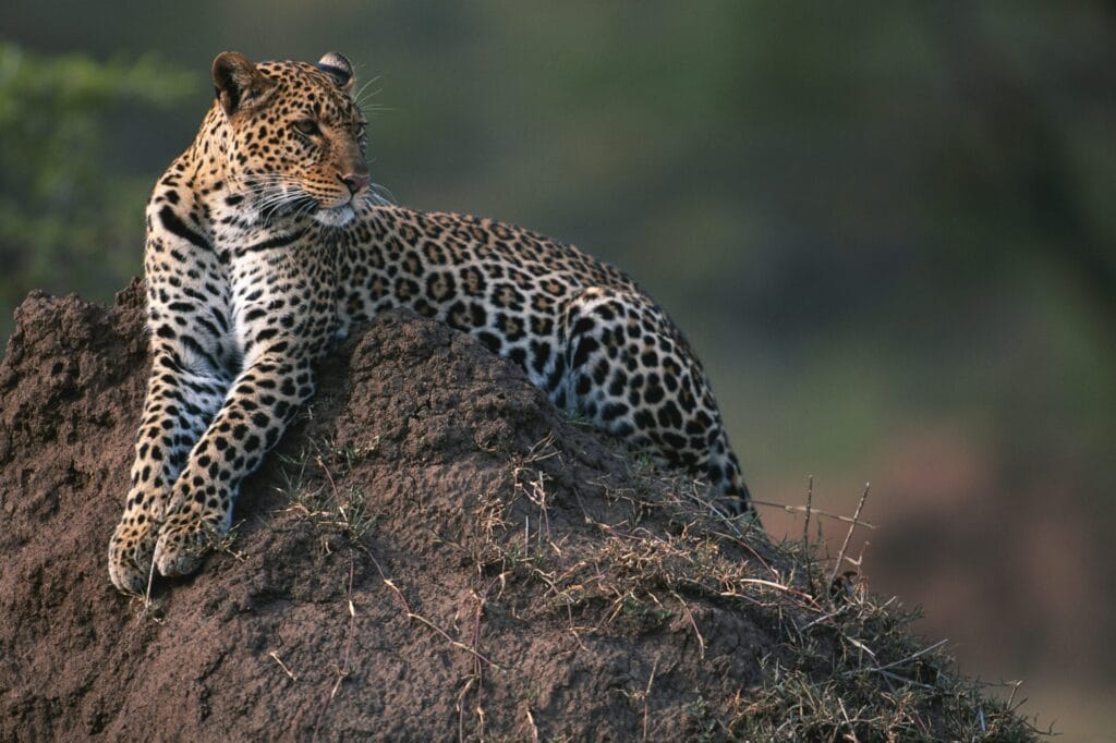 animal spotted on a hippo lakes safari