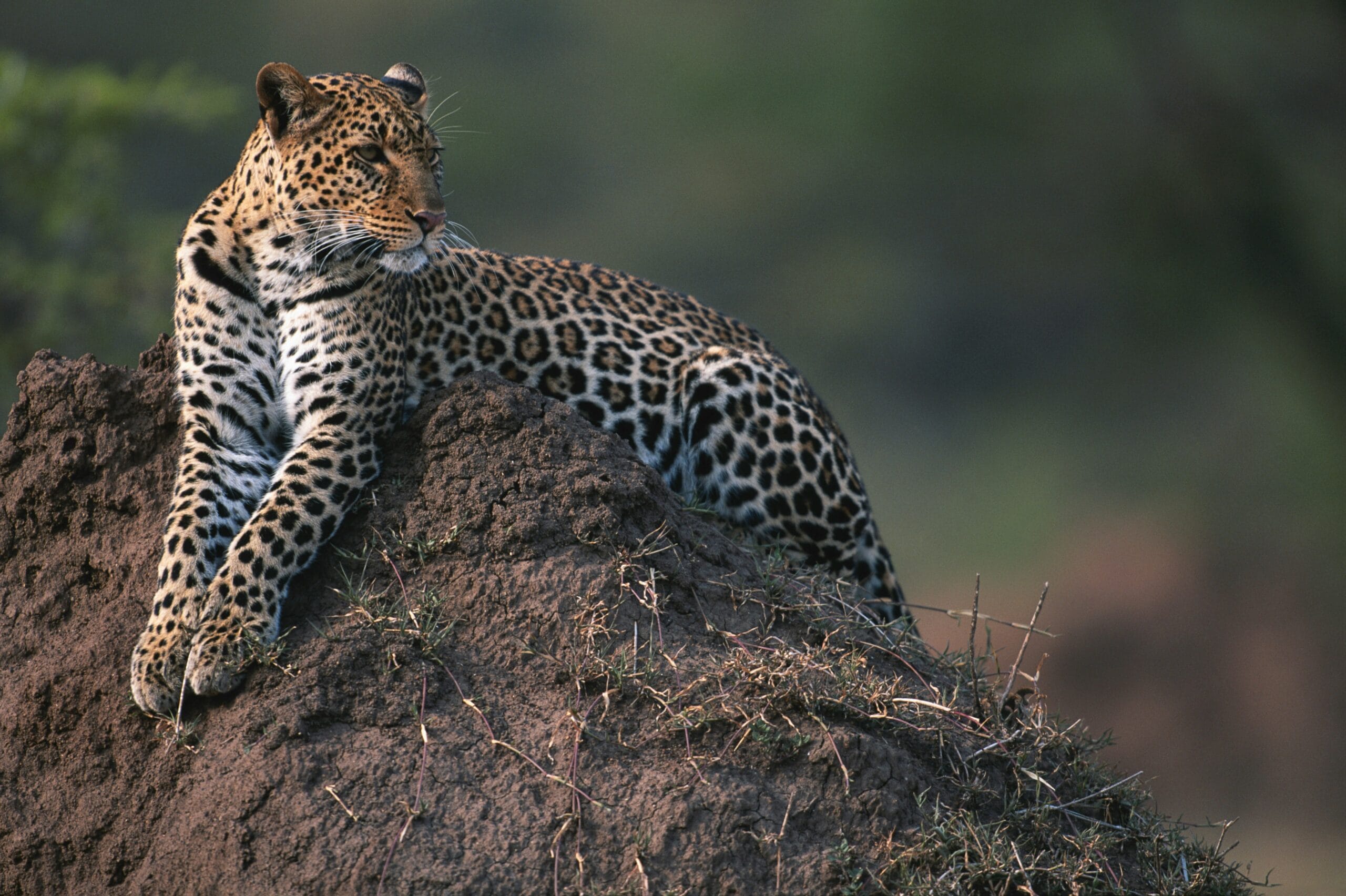 animal spotted on a hippo lakes safari