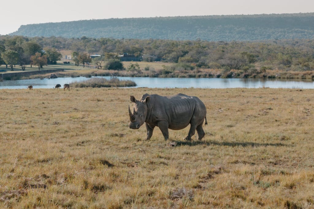 Hippo Lakes Hippo