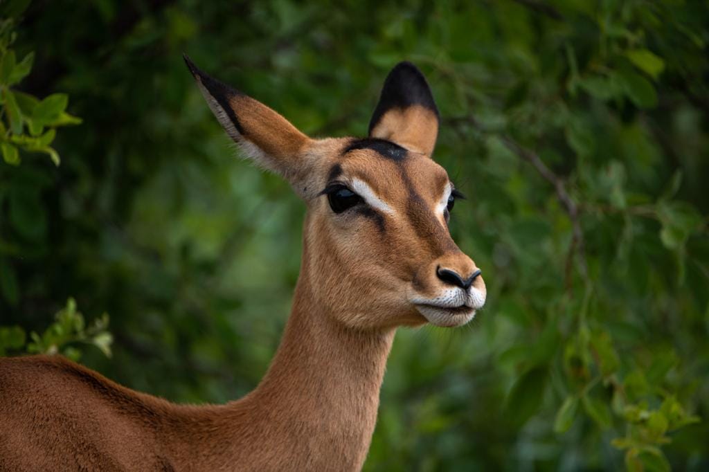 wildlife viewing safari tour