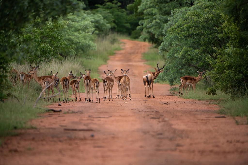 Wildlife Viewing and Elegant Accommodations