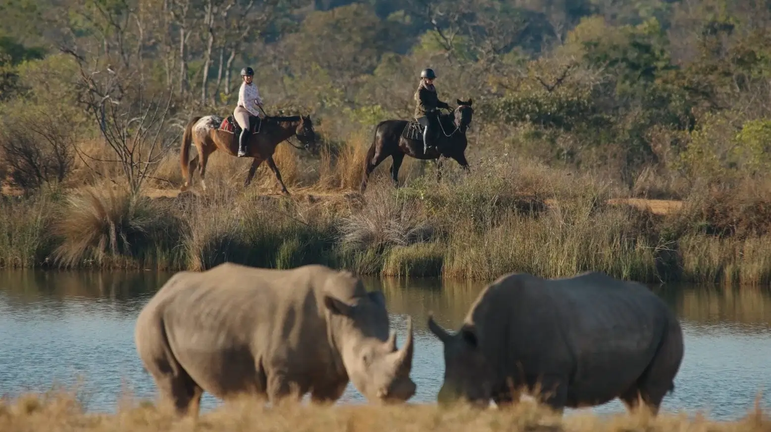 Riders on horseback alongside rhinos in the Waterberg