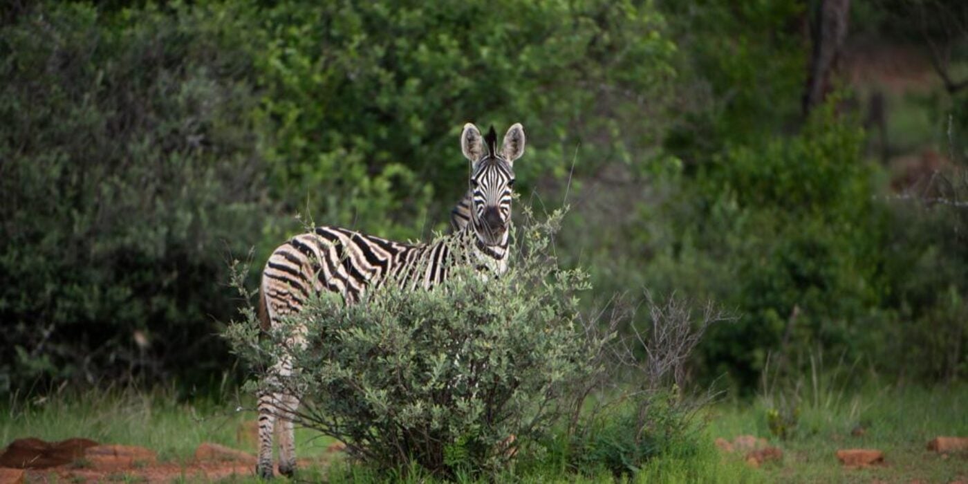 A zebra seen from a South African safari