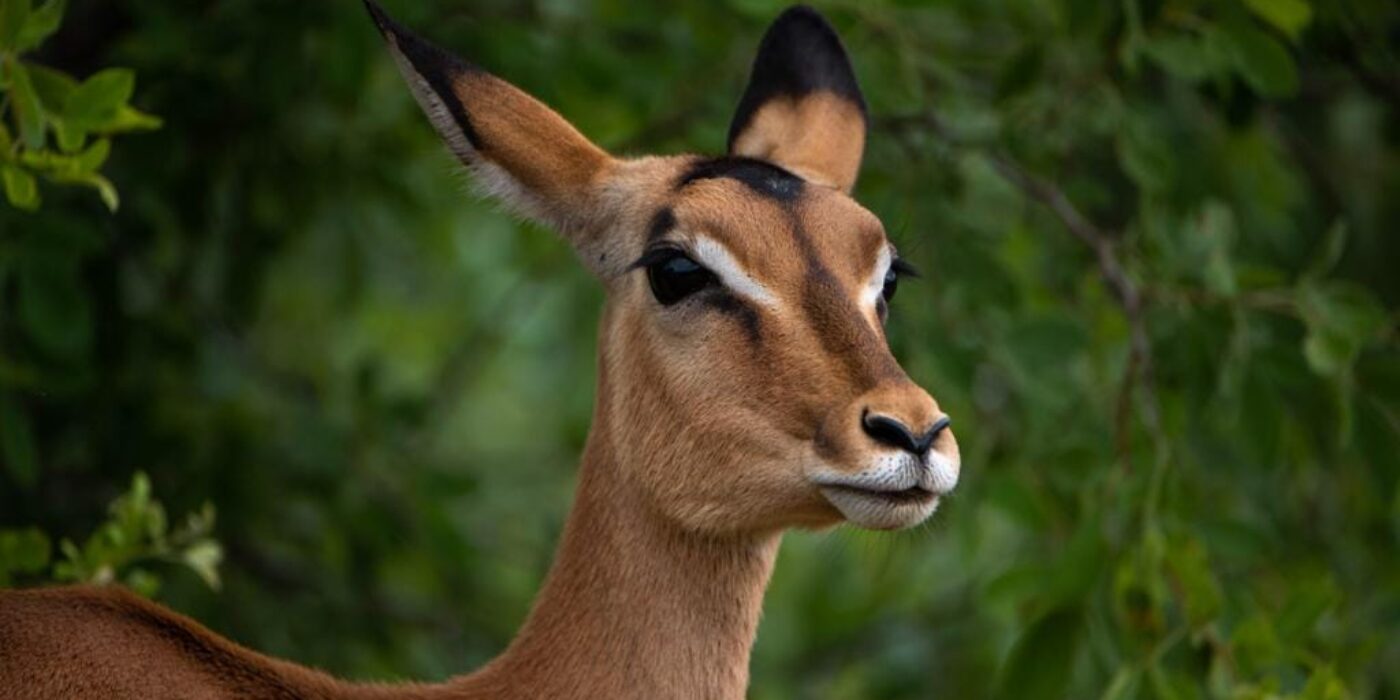 wildlife viewing safari tour