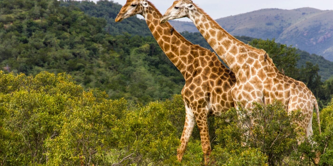 Giraffes on a Hippo Lakes Malaria-Free Safari