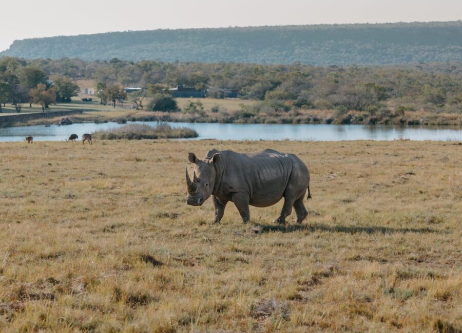 Hippo Lakes Hippo