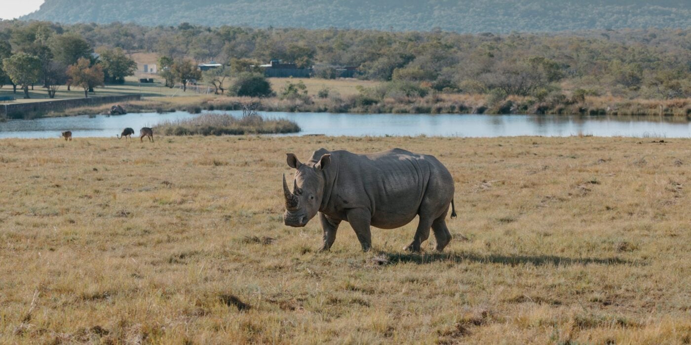 Hippo Lakes Hippo