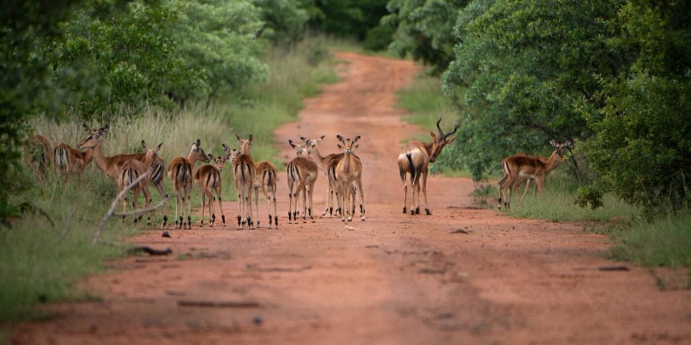 Wildlife Viewing and Elegant Accommodations