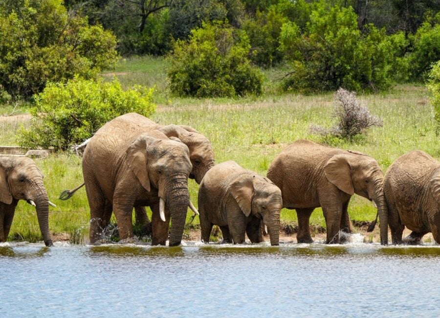 big-game-drive-2