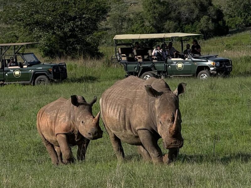 conservation-rhinos