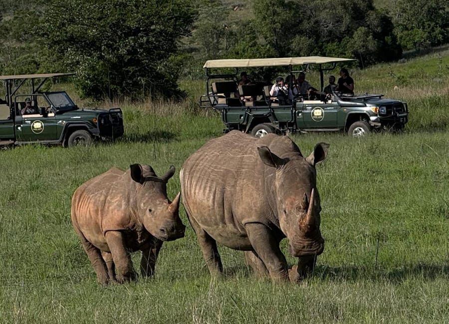 conservation-rhinos