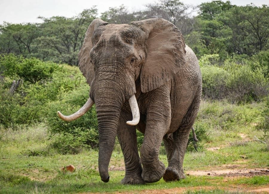 elephant-interaction-1