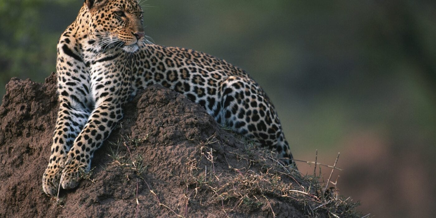 animal spotted on a hippo lakes safari