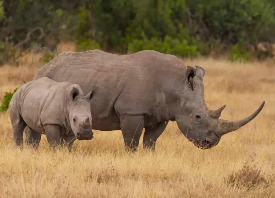 hippo-lakes-white-rhino-mother-calf