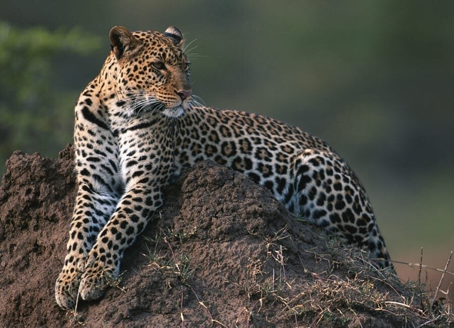 leaopard-signature-safari