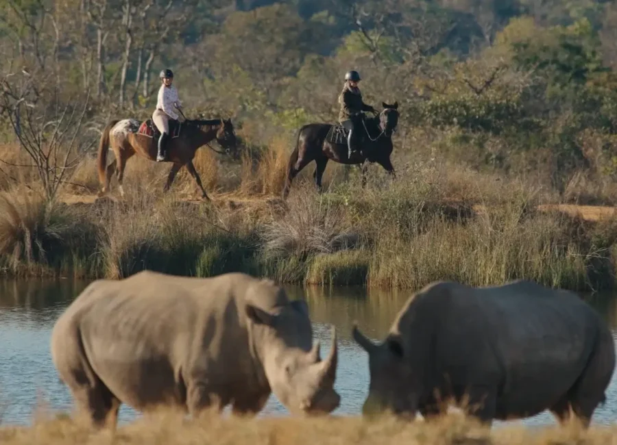 Riders on horseback alongside rhinos in the Waterberg