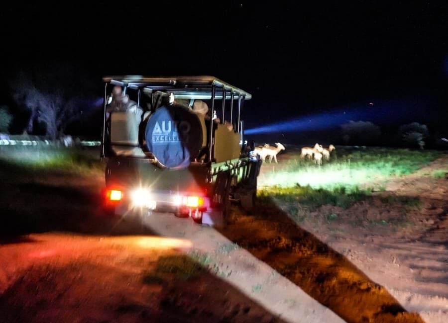 safari-after-dark