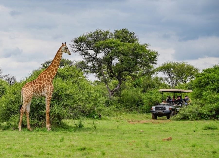 safari-giraffe-truck