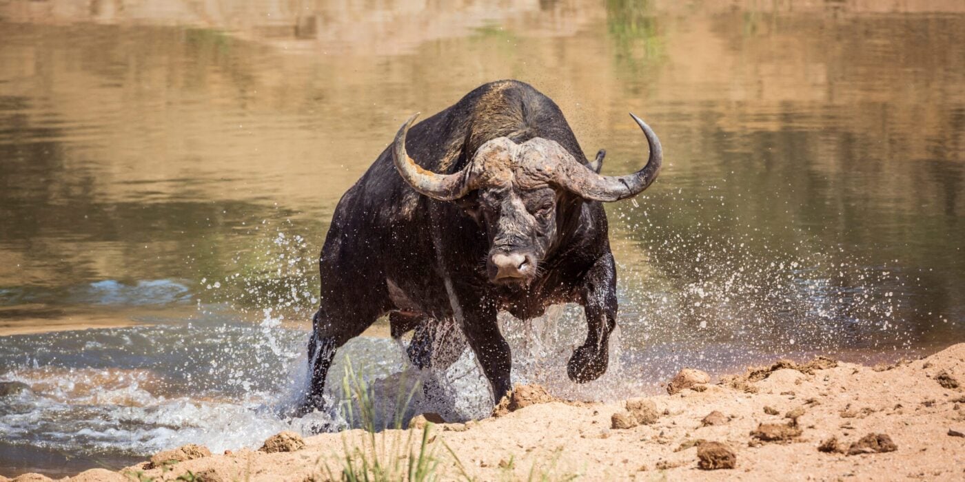 animal spotted on Hippo Lakes luxury safari