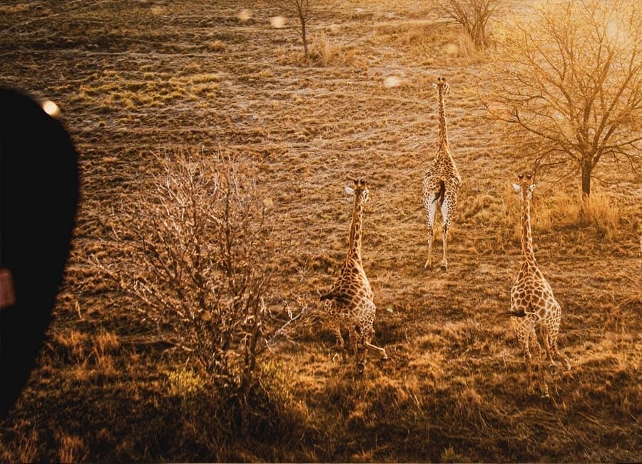 sky-safari-3